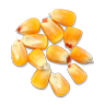 Maize Image
